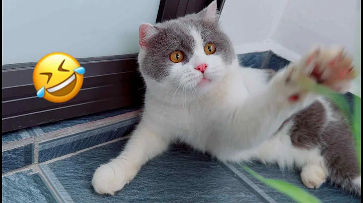 Video 10110151: cute baby animals compilation, animals cutest cats, funny cat