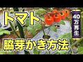 【トマト】脇芽かきのやり方！いつどれを取ればいいのか解説