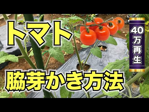トマト脇芽かきのやり方 いつどれを取ればいいのか解説 Youtube