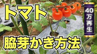 トマト 脇芽かきのやり方 いつどれを取ればいいのか解説 Youtube