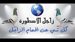 كنترول عند البطل إبراهيم بلوط في مسابقة بئر كندوز        السباق الخيالي  هواية تربية الحمام     - اسمعها