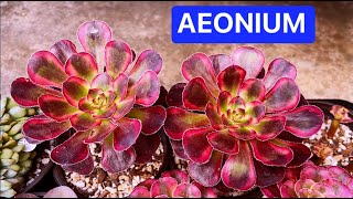 PROPAGATE & TAKE CARE AEONIUM | NHÂN GIỐNG VÀ CHĂM SÓC AEONIUM | 다육식물 | 多肉植物 | SUCULENTAS