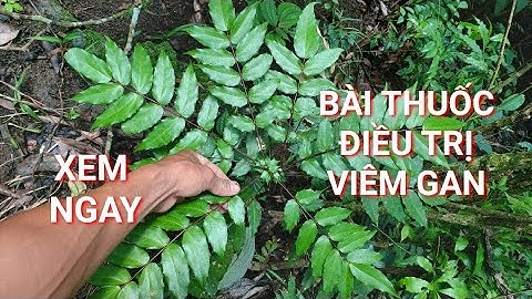 THẢO DƯỢC NGƯỜI DAO | BÀI THUỐC ĐIỀU TRỊ VIÊM GAN VỚI CÂY MẬT GẤU