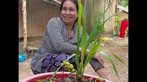 Độc Lạ Sóc Trăng Cây Dừa Cho Trái Vừa Tròn 3 Tháng Tuổi