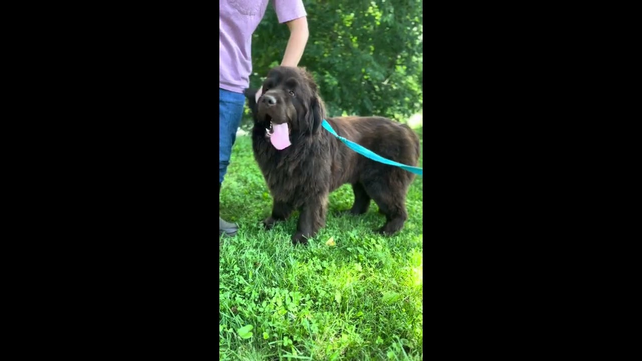 3 year old brown male Newfie