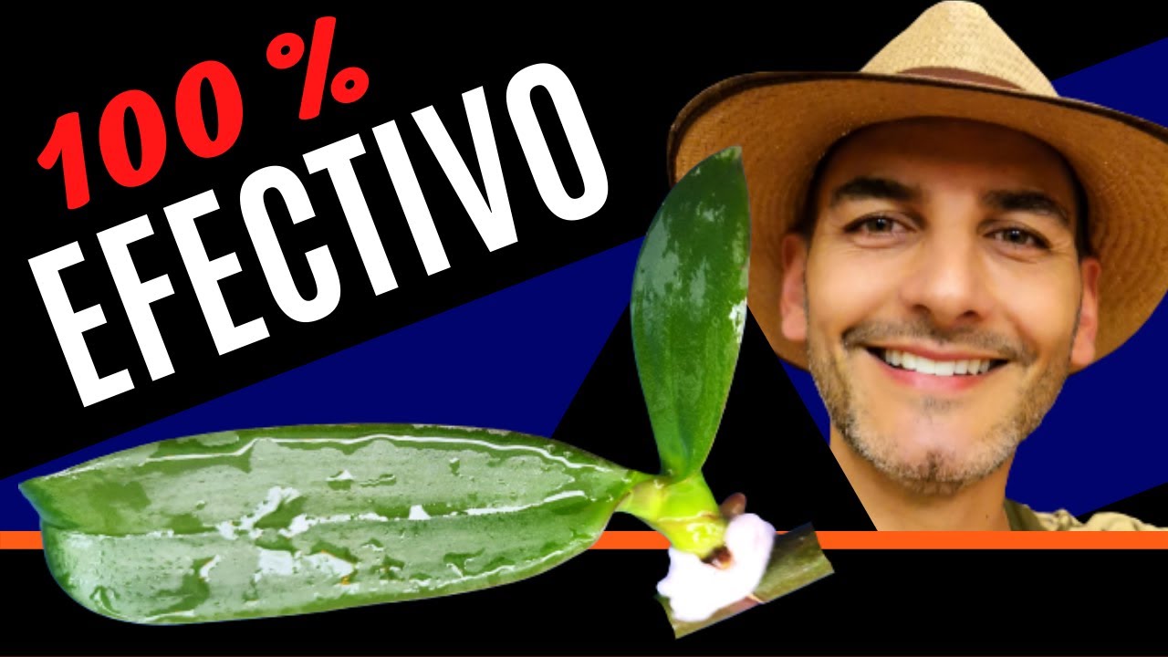 Reproducción de orquídeas Phalaenopsis | Reproducción de falenopsis | Reproducción de orquideas