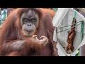 Orangutan Lily Swings Using a Rubber Hose｜Ichikawa City Zoo｜市川市動植物園スマトラオランウータン