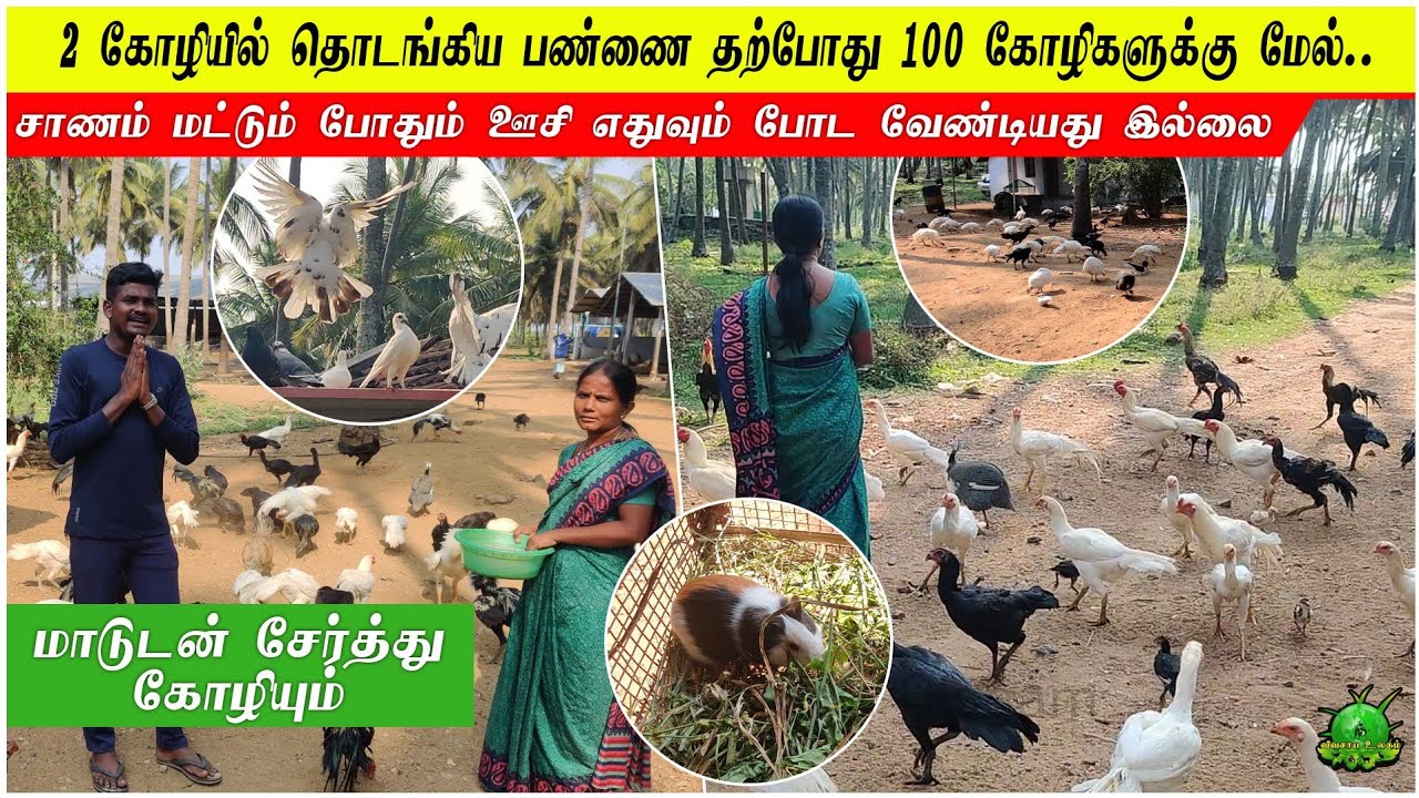 2 கோழியில் தொடங்கிய பண்ணை தற்போது 100 கோழிகளுக்கு மேல் / மாடுடன் சேர்த்து கோழியும்  ??