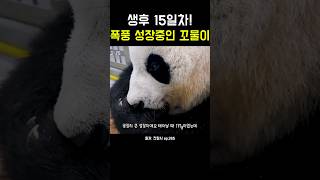 생후 15일차! 폭풍 성장중인 꼬물이! #강바오 #아이바오 #아기바오