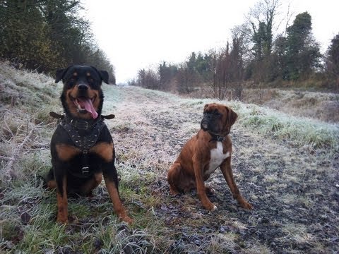 Rottweiler,German shepherd and Boxer playing - YouTube