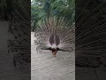 Dancing peacock at kl bird park