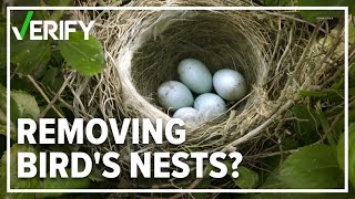 How to handle birds nests on your property