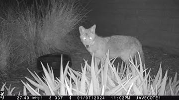 Jan 8, 2024 Javelina, coyote, three-crowned sparrow