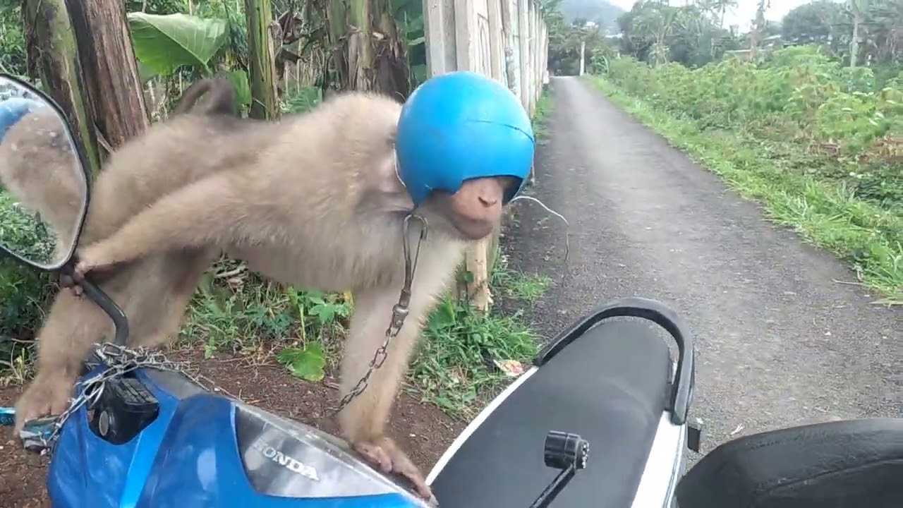 BERUK LEGO SUDAH PAJE HELEM INGIN IKUT KE KOTA