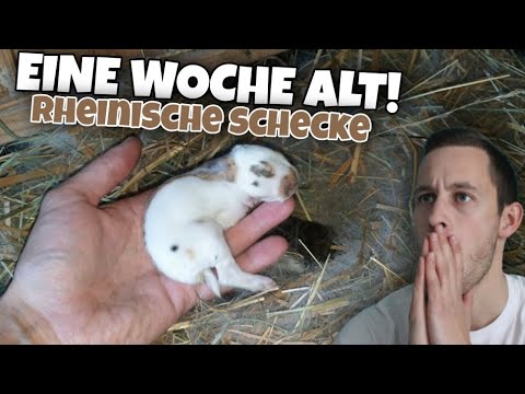 Video: In Baschkirien Wurden 40 Kaninchen In Stücke Gerissen: Chupacabra? - Alternative Ansicht