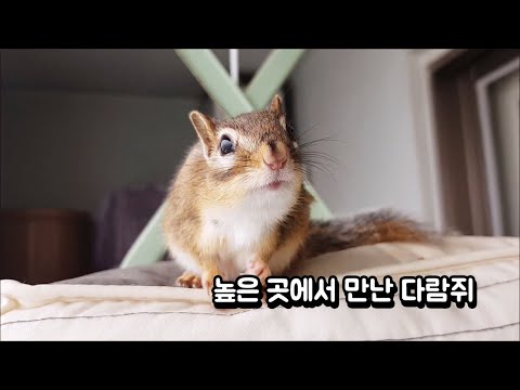 높은 곳에서 만난 다람쥐