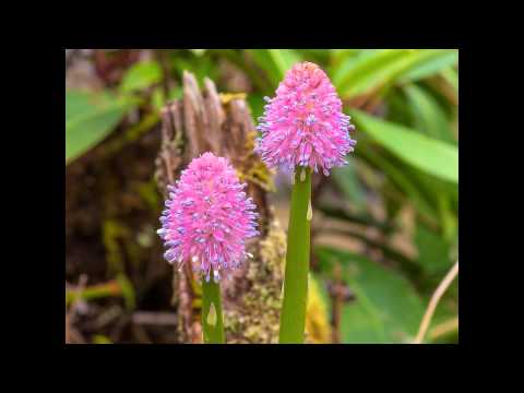 Videó: Gelonias