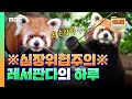 [애니멀 아카이브] ENG 에버랜드 레서판다가 뿌셨어요.. 제 심장을요❤️ (심장) 위협 주의 | Animal archive -Red Panda in EVERLAND