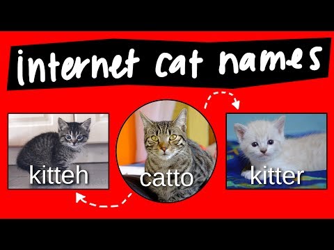 Kitteh, Kitter, and Catto - internet names for cats