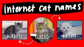 Kitteh, Kitter, and Catto  internet names for cats
