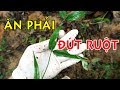 Cận cảnh cây Ngón Gà, loại độc nhất ăn phải đứt ruột mà chết | THAODUOC.NET