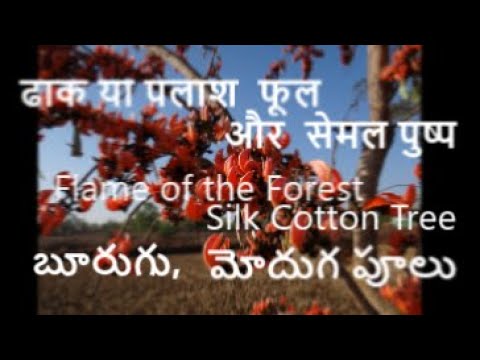 Flowers that set Indian Forests on fire - Flame of the Forest Tree