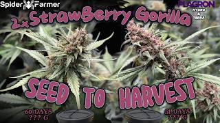 Strawberry Gorilla RF3 2x Seeds to Harvest Plagron Hydro & Terra 85 Days LST Spider Farmer 2000 EVO