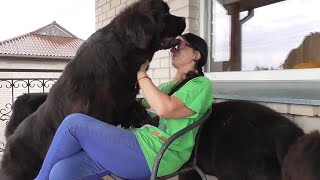 Today it is raining, we are relaxing/Newfoundland dogs