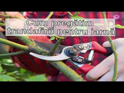 Video: Cum și când să tăieți trandafirii pentru iarnă