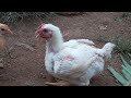 pollos de engordé colorados semana 5
