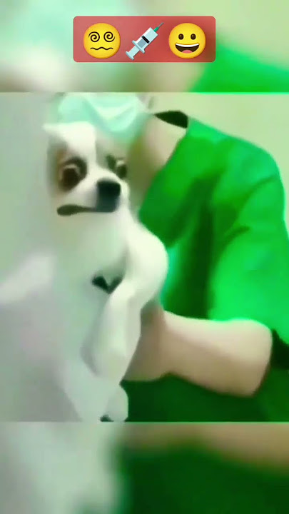 Funny Pets Injection reactions.#pets #injection
