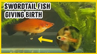 Swordtail Fish Giving Birth (Caught on Camera) | Guppy Fish Girl