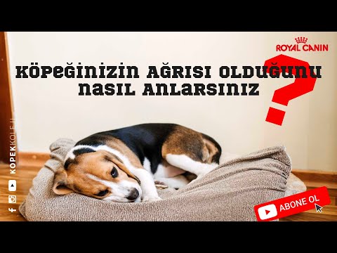 Video: Köpek Artrit Belirtileri ve Evde Ağrı Çözümleri