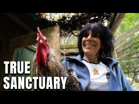 True Sanctuary With Karen Davis