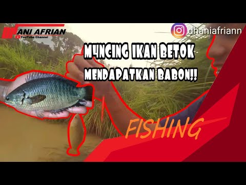 mancing-ikan-bethik/betok-di-sawah