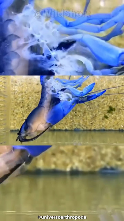 This is how arthropods molt their shells (Change of skin/exo-skeleton) #wildlife #viralshorts