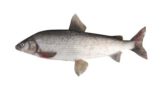 Муксун – полупроходная рыба рода сиги семейства лососевые