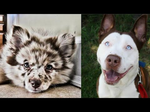 Video: 7 razze di cani affascinanti che non esistono più