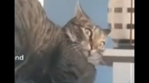 When the catnip hits