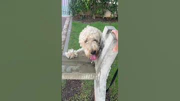 No Bowl No Problem Simba S Got Skills DogSkills FountainDog SimbaStyle PetShorts 