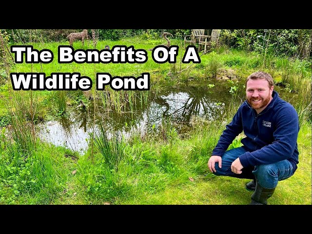 Why You Need A WILDLIFE POND In Your GARDEN class=