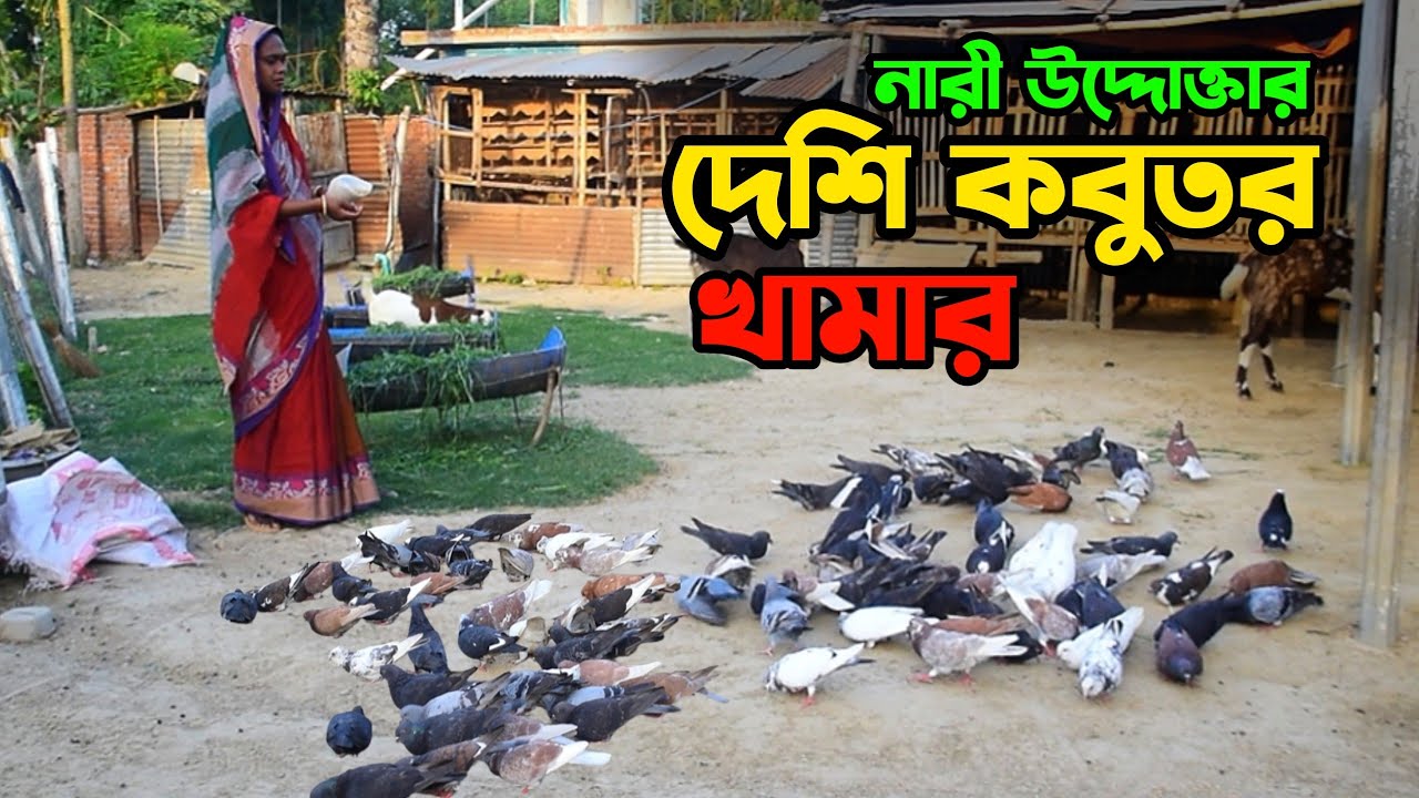 নারী উদ্দোক্তার দেশি কবুতর খামার।। Deshi Kobutor Khamar। Pigeon Farm। Agro Tips