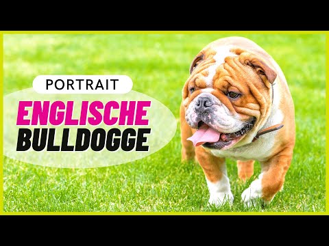 Video: Die Eigenschaften englischer Bulldoggen