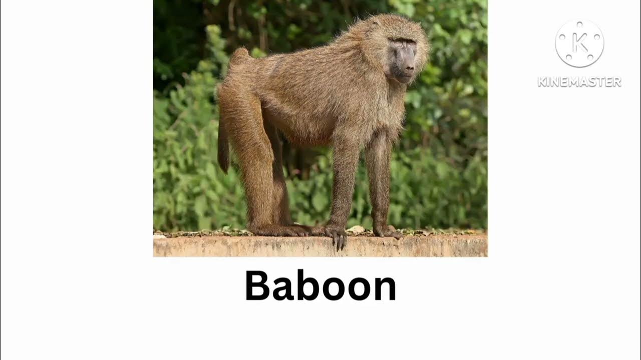 animals-name-starting-with-b-general-knowledge-youtube