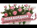 Роза Кордана — первый год после покупки в домашних условиях, весь алгоритм | Март 2020