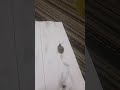  سباق الحلزون