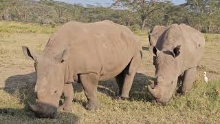 rhinos feeding