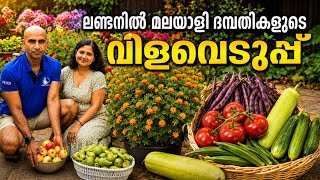 Organic Kitchen Garden Harvesting in the UK / MASSIVE DESI VEGETABLE HARVEST IN LONDON 
