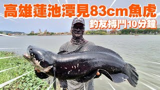 高雄蓮池潭見83cm超巨魚虎　釣友拉10分鐘「8年來最大尾」｜釣魚｜看新聞