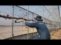 포도밭 간벌작업 멍때리기(Grape Thinning ASMR | Leaves, Vines, and Wind) 2026년 2월 20일 #포도
